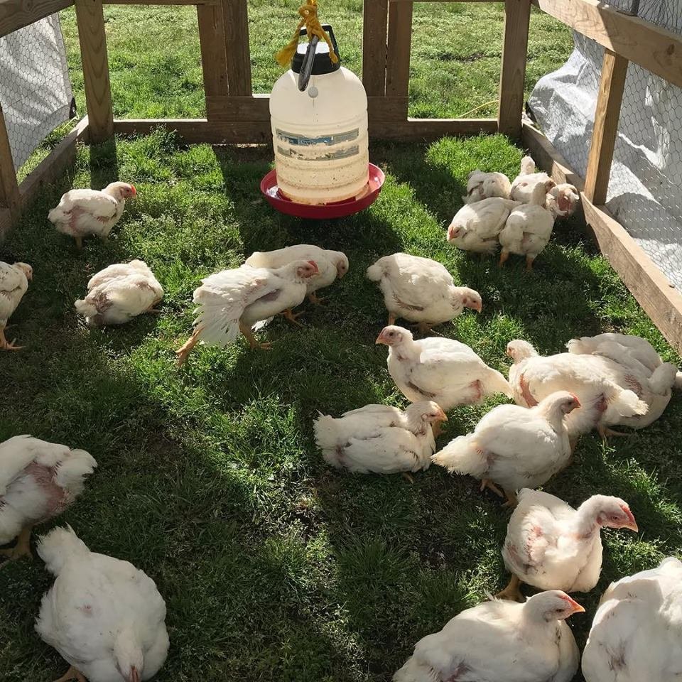 Nutrition in Pasture Chicken