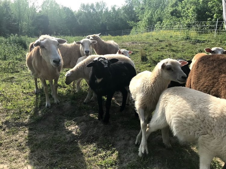 Why We Decided to Add Sheep to the Farm