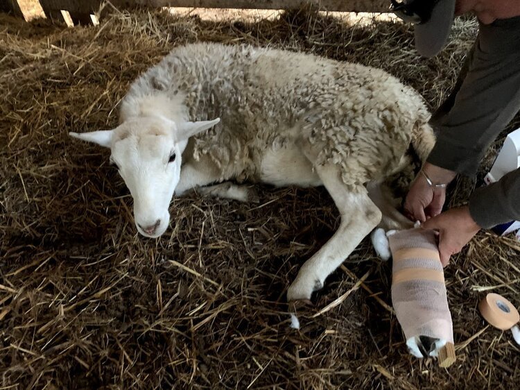 injured+sheep+2 Image placeholder indicating a photo is needed, typically used in web design or content management systems to signal missing visual content.