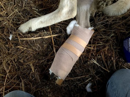 injured+sheep+3 Image placeholder indicating a photo is needed, typically used in web design or content management systems to signal missing visual content.