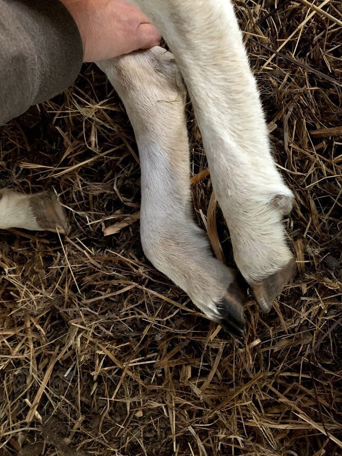 injured+sheep+4 Image placeholder indicating a photo is needed, typically used in web design or content management systems to signal missing visual content.